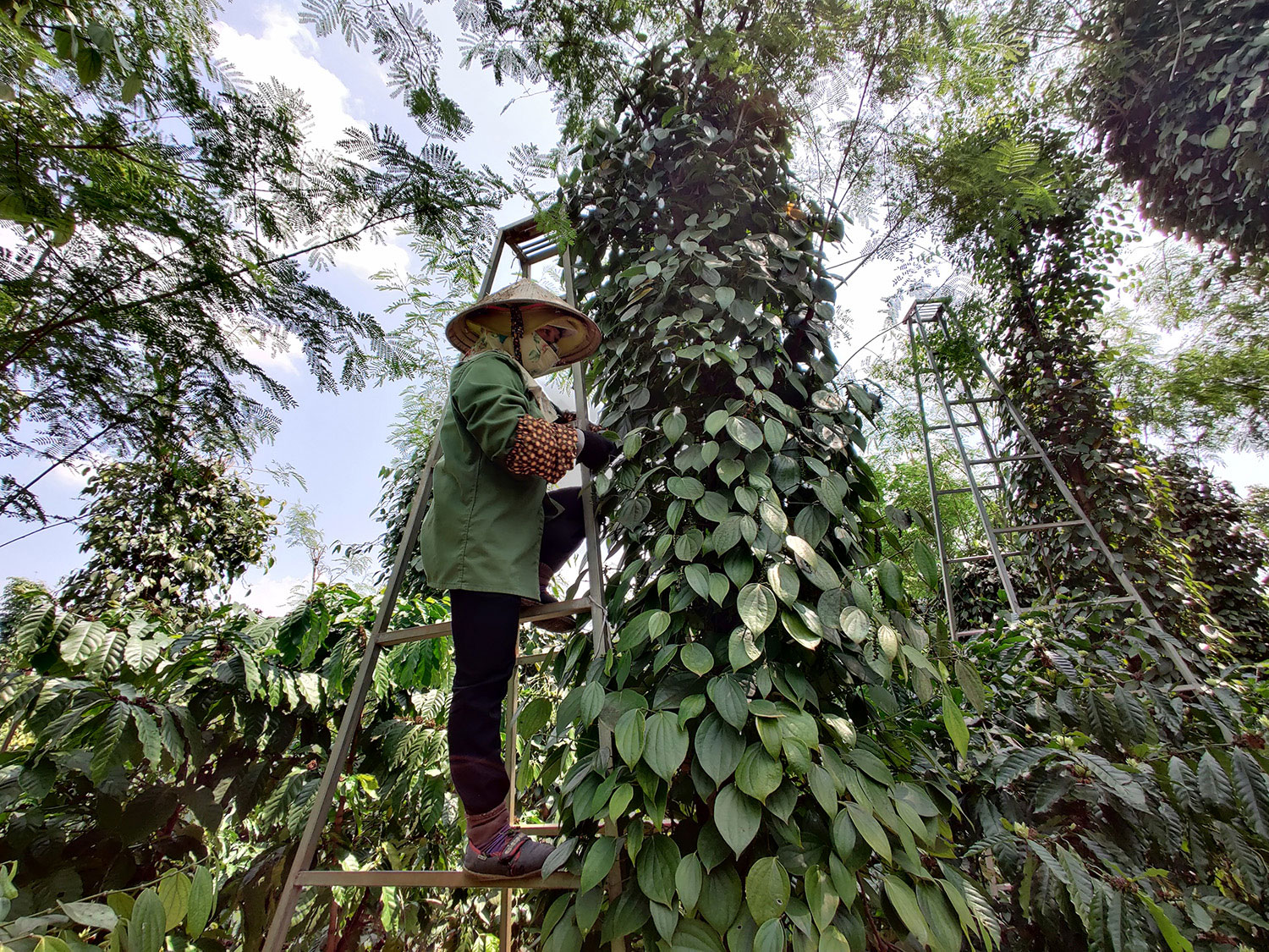 Child Labour Risk Assessment and Potential Capacity Building Programme for Black Pepper Supply Chains in Vietnam