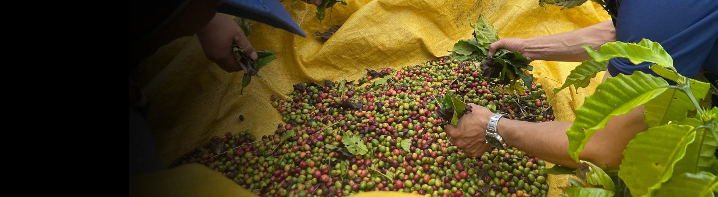 New Programmes Underway to Strengthen HRDD in Vietnam&rsquo;s Coffee and Pepper Supply Chains